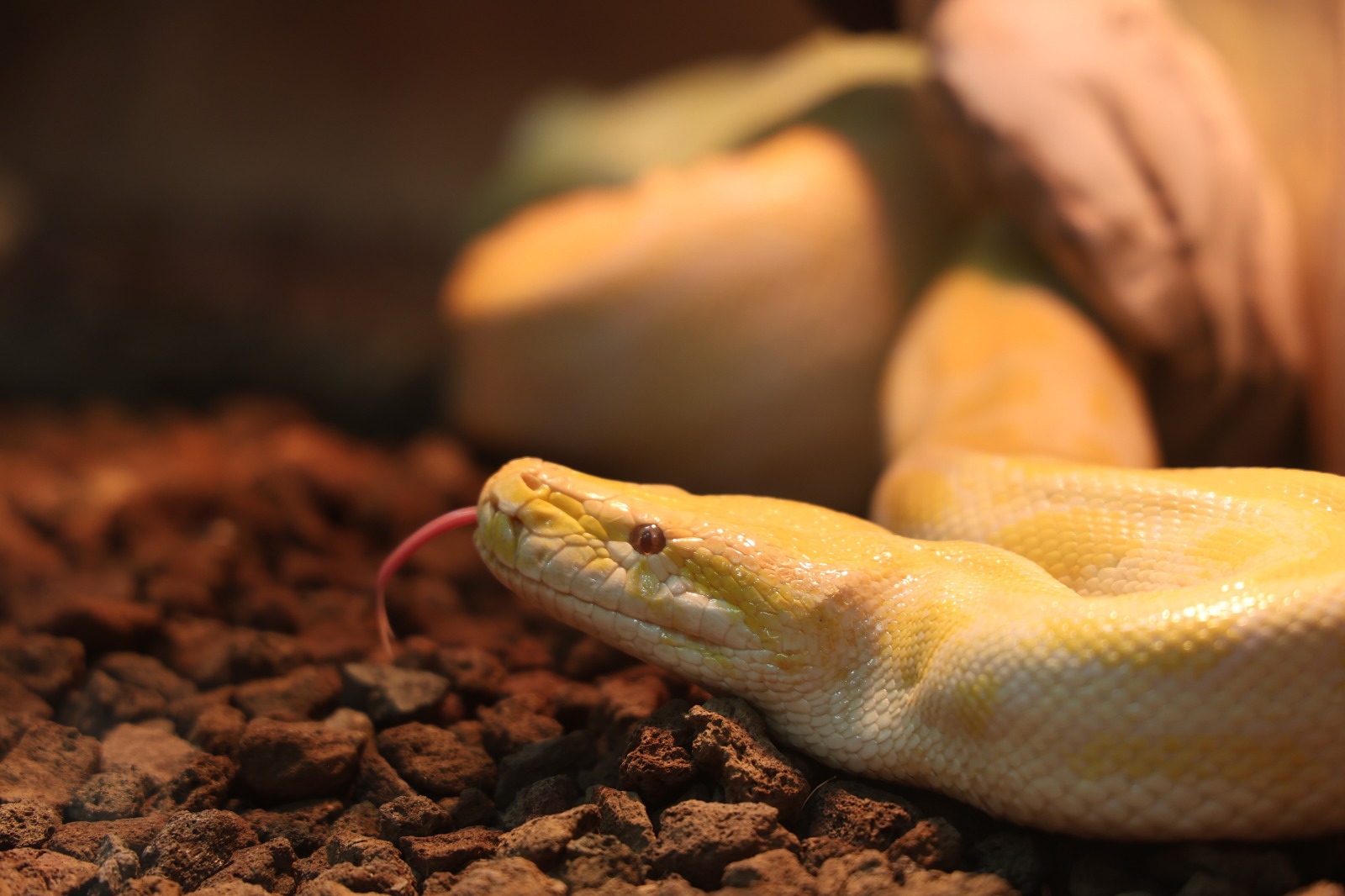 Avmden Piton Cikti Ekipler Harekete Gecti (8)