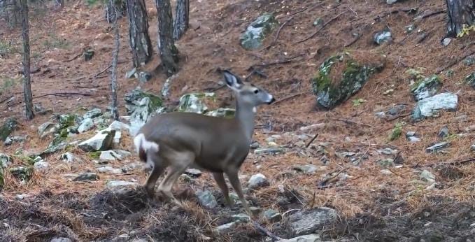 Ayilar Kis Uykusuna Yatti Meydan Ona Kaldi Sevimli Halleriyle Fotokapana Yakalandi (2)