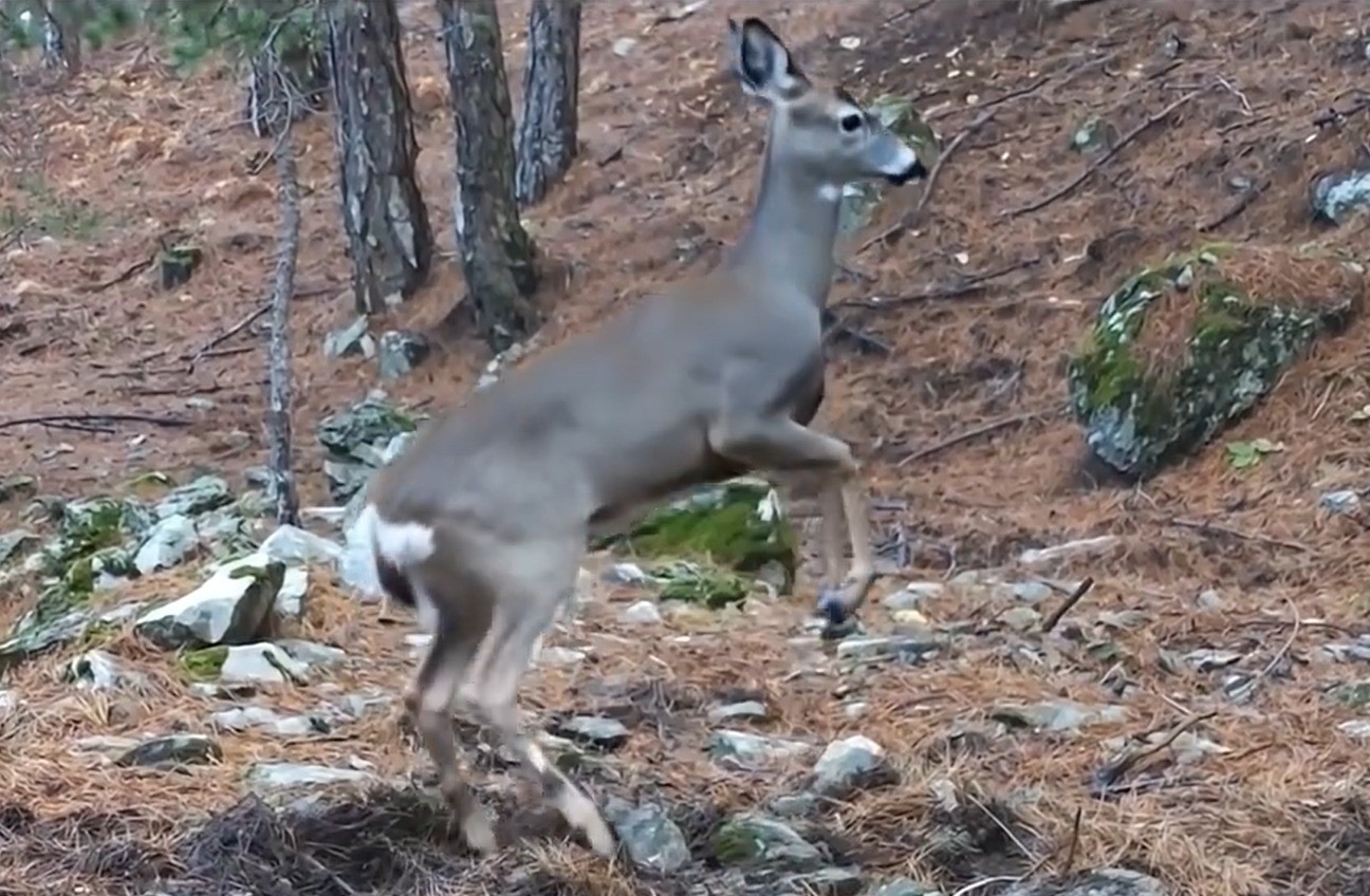 Ayilar Kis Uykusuna Yatti Meydan Ona Kaldi Sevimli Halleriyle Fotokapana Yakalandi (3)