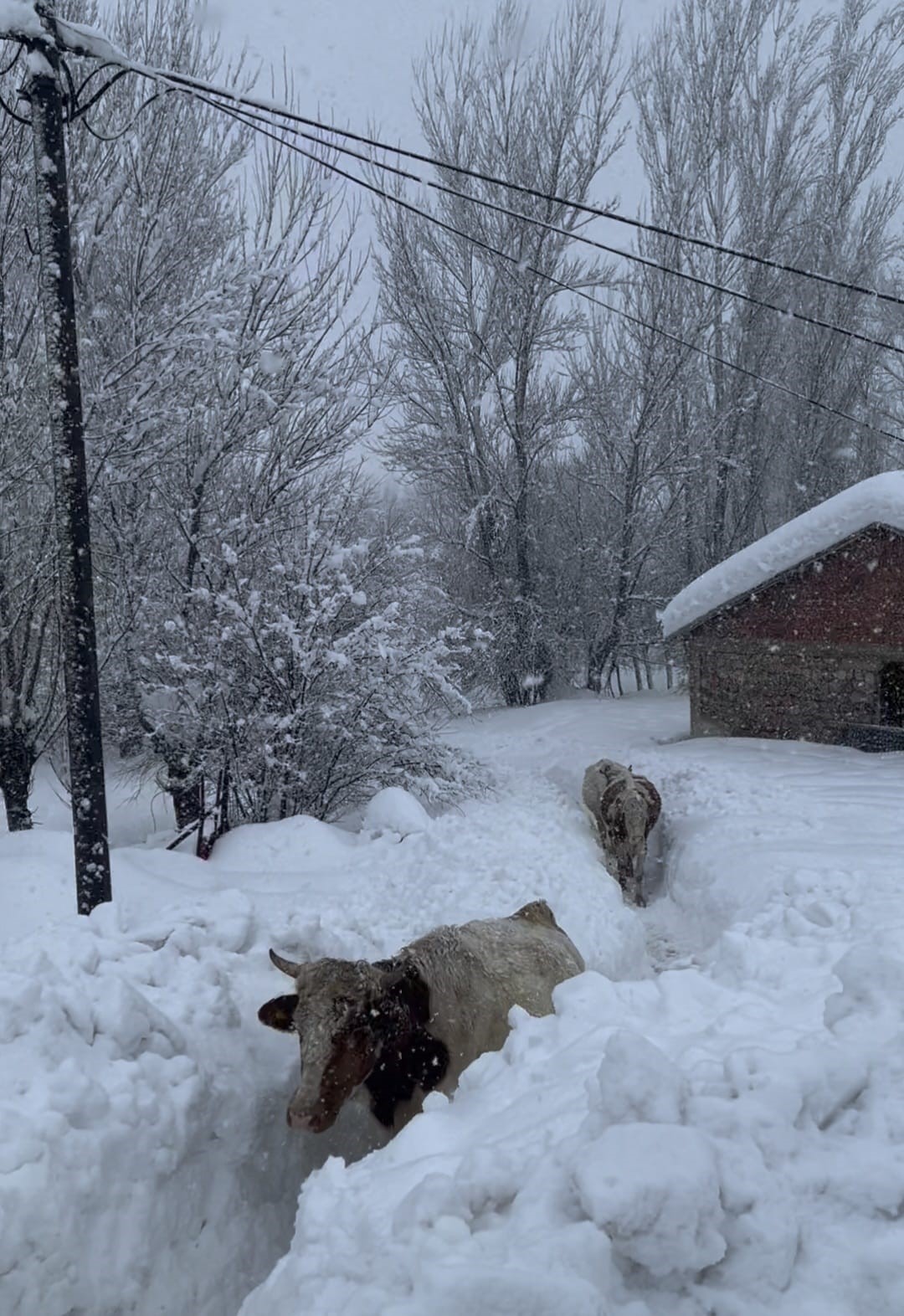 Beyaz Ortu Esir Aldi Inekler Karda Kayboldu (4)