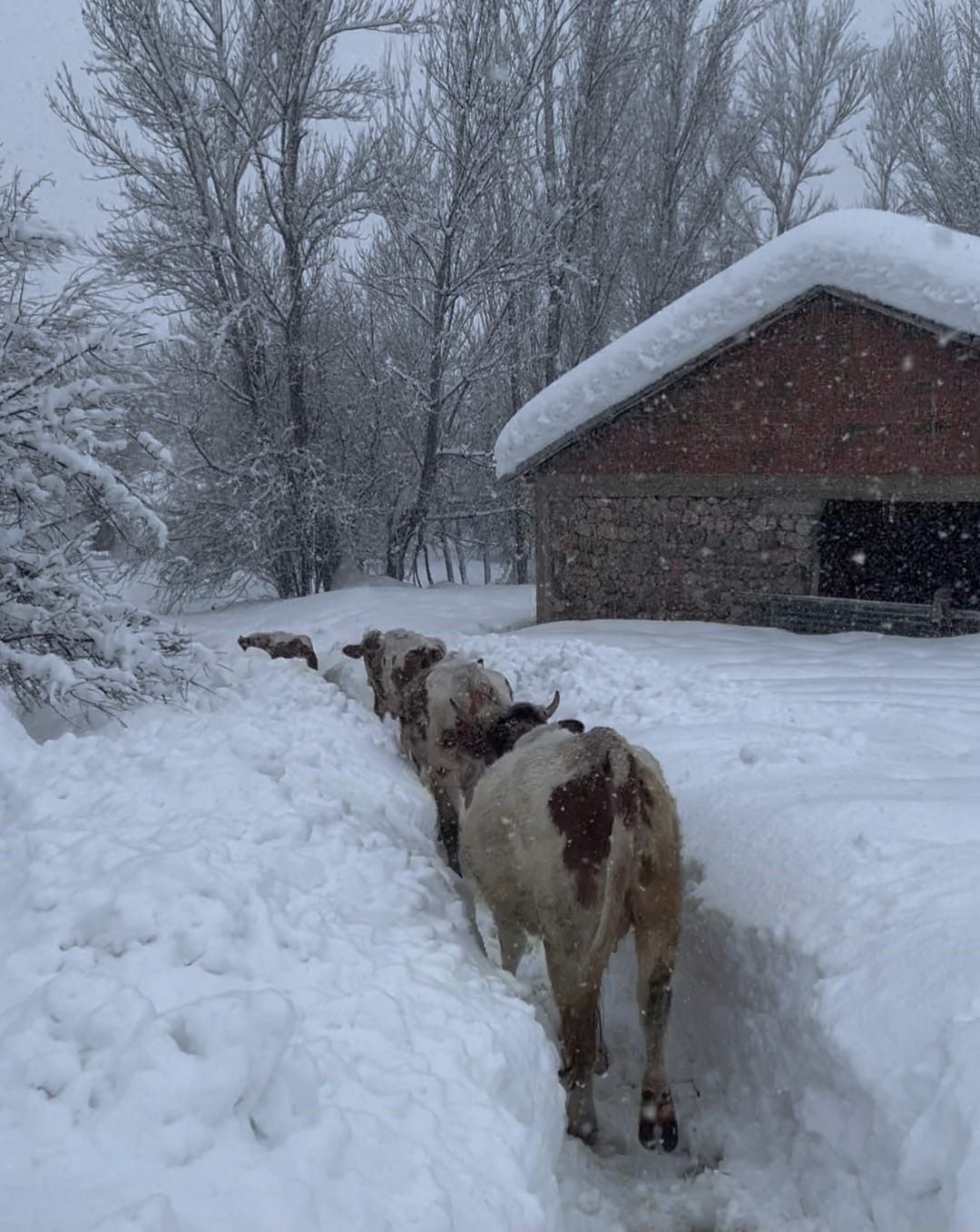 Beyaz Ortu Esir Aldi Inekler Karda Kayboldu (5)