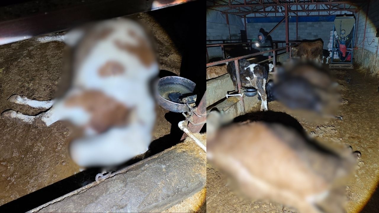 Buyukbas Hayvanlar Bir Anda Yere Serildi Ureticinin Tum Emegi Yok Oldu (2)