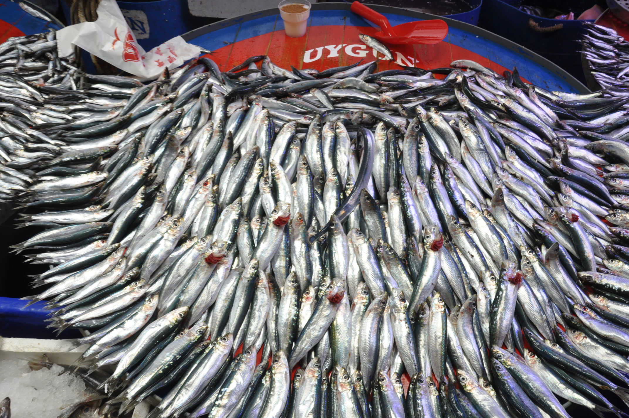 Çarşamba Pazarı Balık (6)