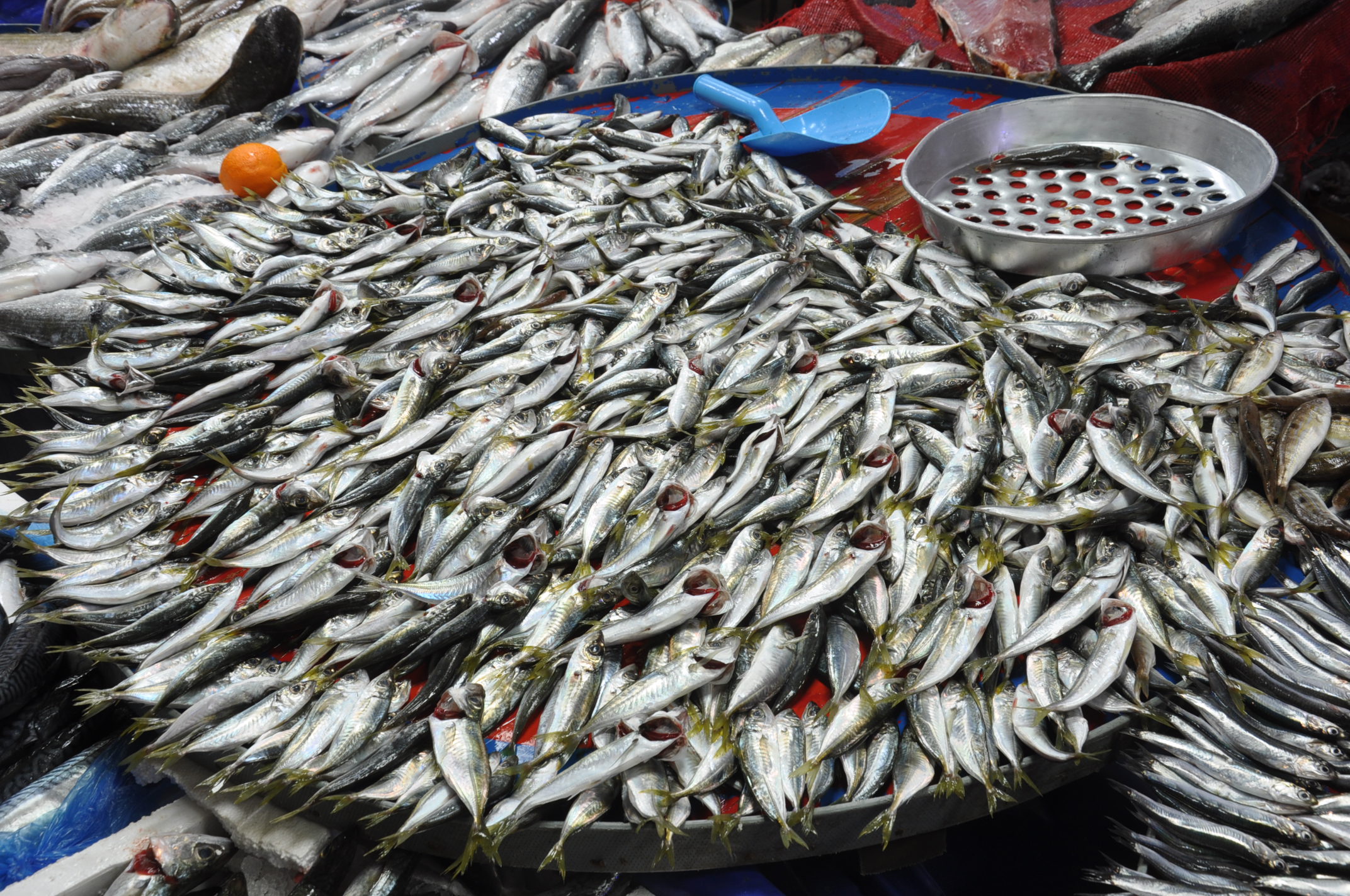 Çarşamba Pazarı Balık (7)