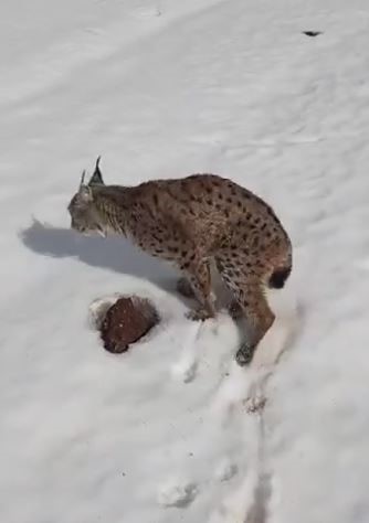 Daglarin Koruyucusu Vasak Tir Soforu Sayesinde Hayata Tutundu (5)