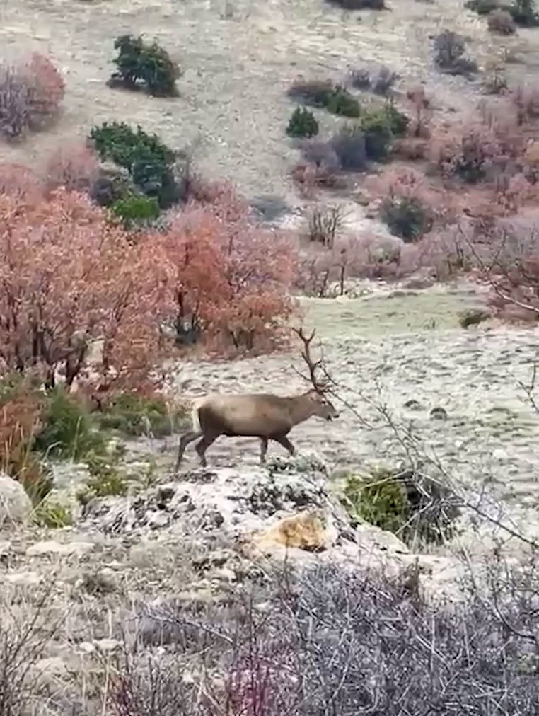 Doga Yuruyusunde Surpriz Misafirler Turkiyenin En Buyugu Objektiflere Yakalandi (2)