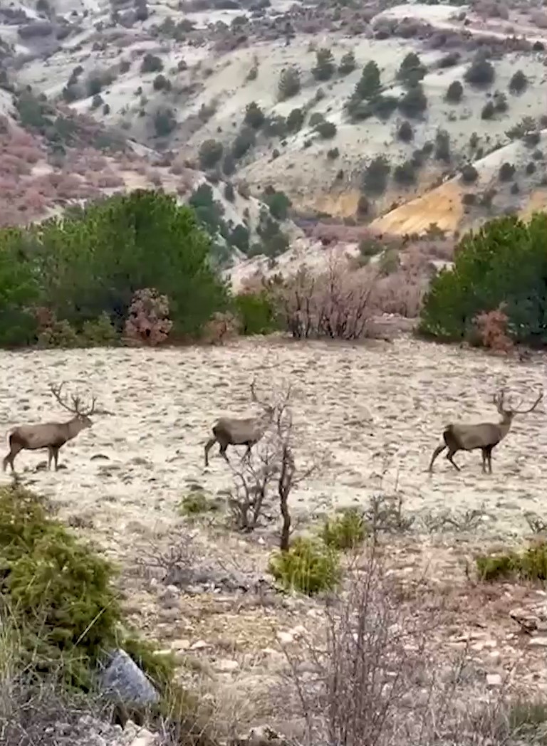 Doga Yuruyusunde Surpriz Misafirler Turkiyenin En Buyugu Objektiflere Yakalandi (3)