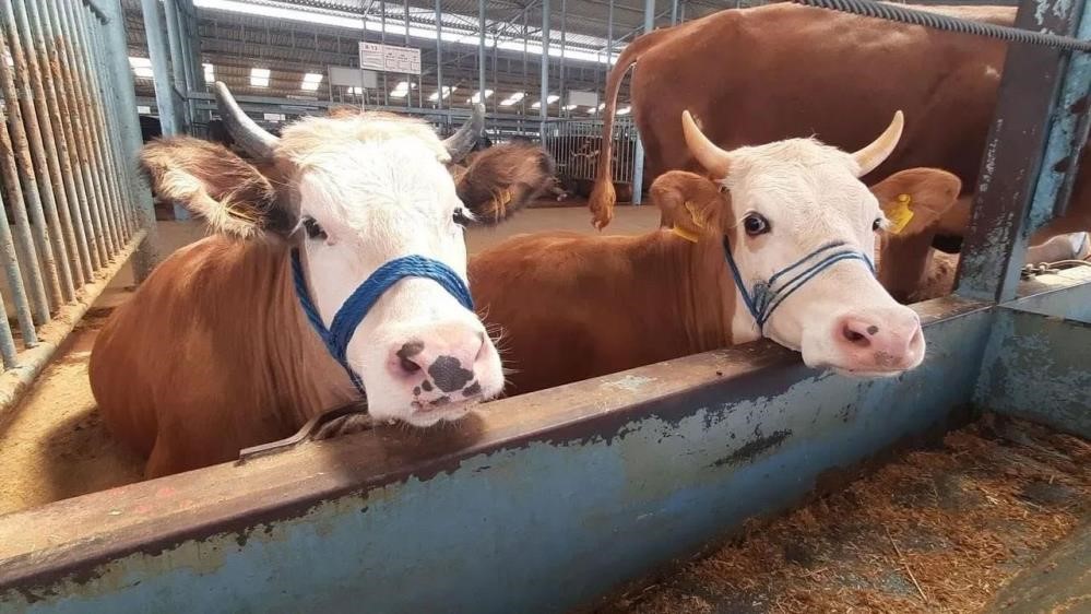 Gizli Tehlike Yayiliyor Bir Ilimizde Sap Panigi 16 Koye Kilit Vuruldu (2)