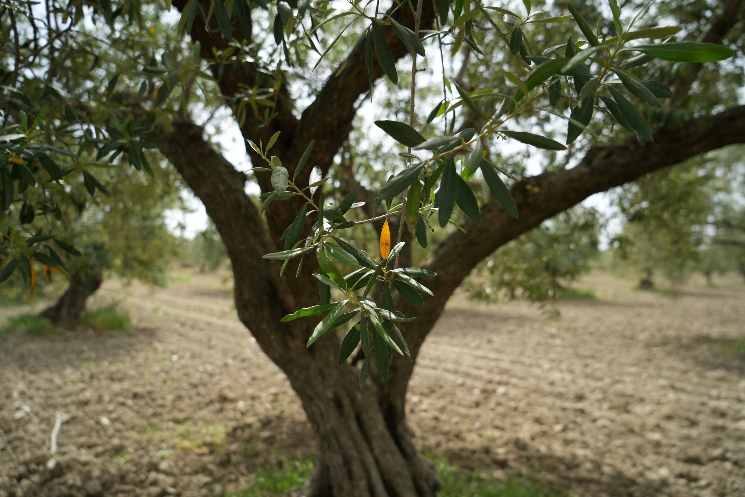 Halkali Leke Hastaligi Alarmi Halkali Leke Hastaligi Riskinde Artis Ilaclama Zamani Ge (3)