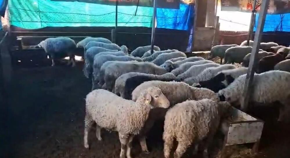 Hobiyle Basladi 6 Yilda 600 Koyuna Ulasti Cesme Sakizi Koyunlarinda Olaganustu Dogum V (2)