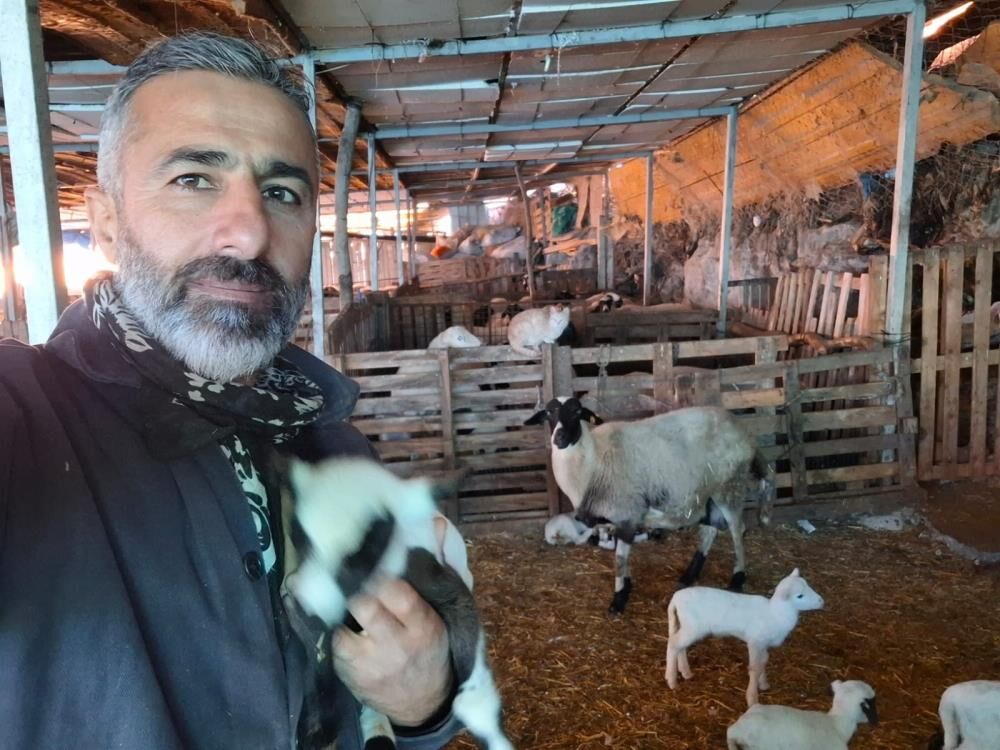 Hobiyle Basladi 6 Yilda 600 Koyuna Ulasti Cesme Sakizi Koyunlarinda Olaganustu Dogum V (5)