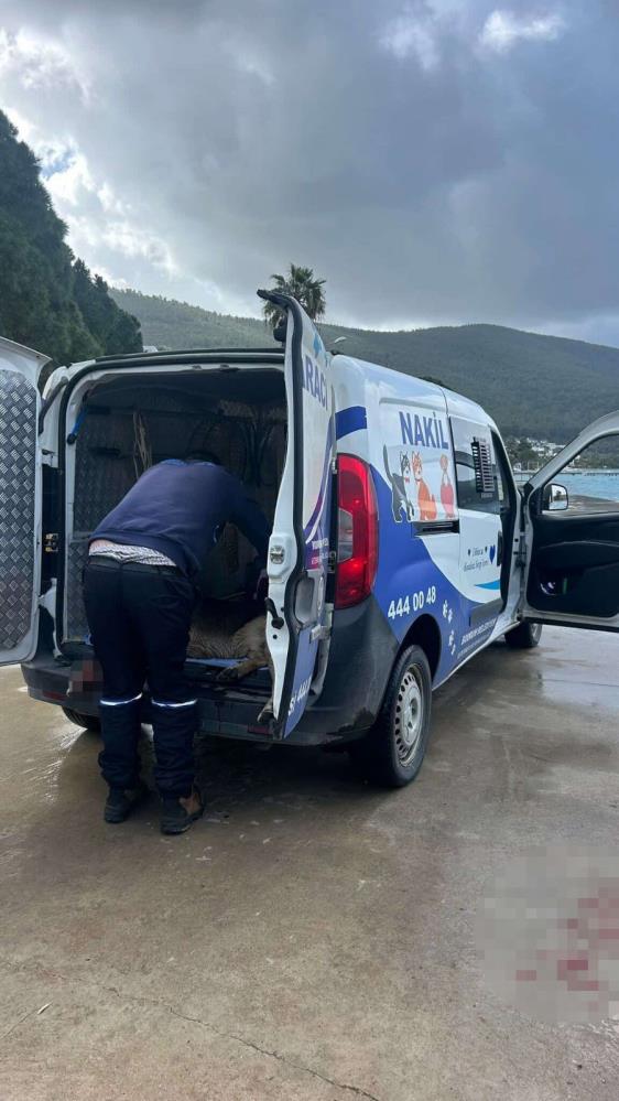 Iki Kopegi Silahla Oldurmustu Restoran Isletmecisi Cezaevinde (3)