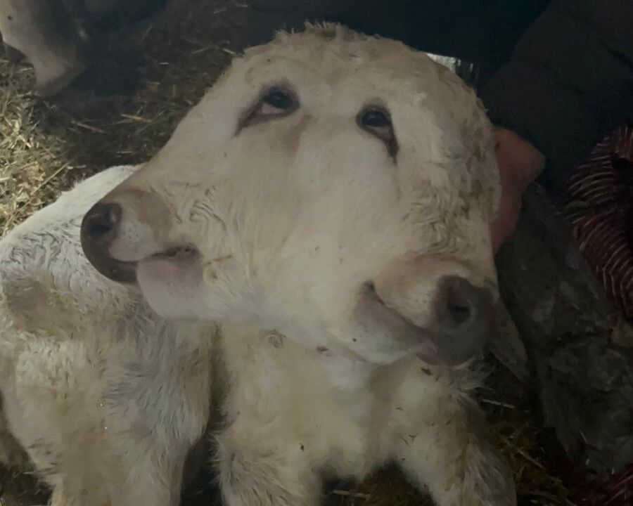 Inegin Dogumuyla Nadir Gorulen Olay Yasandi Veteriner Sezaryeni Yapti Hayvanseverler S (1)-1