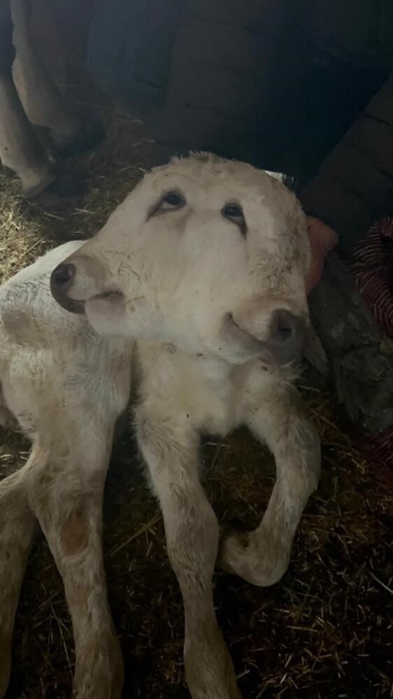 Inegin Dogumuyla Nadir Gorulen Olay Yasandi Veteriner Sezaryeni Yapti Hayvanseverler S (2)