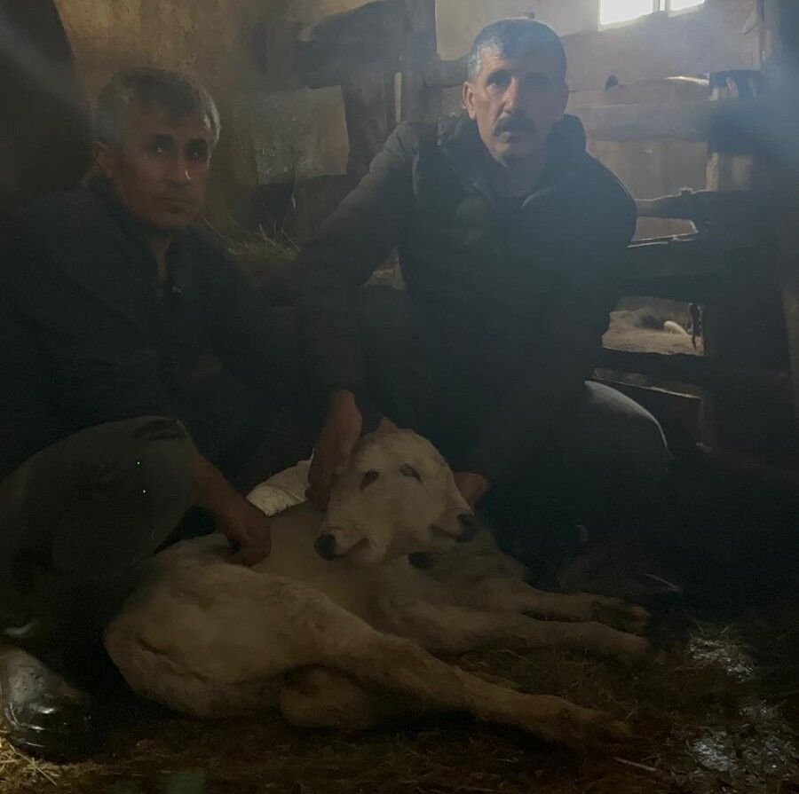 Inegin Dogumuyla Nadir Gorulen Olay Yasandi Veteriner Sezaryeni Yapti Hayvanseverler S (3)