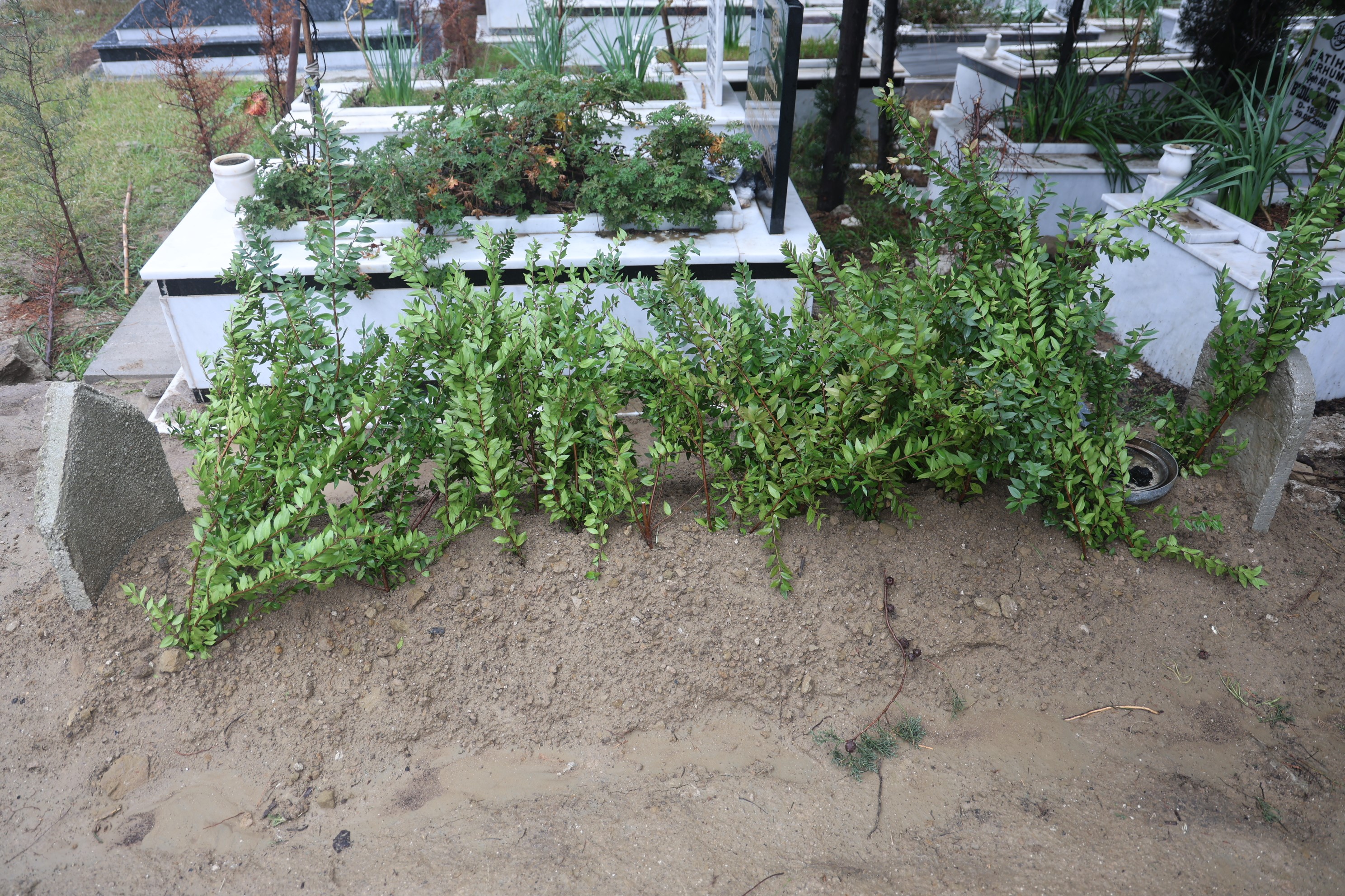 Kan Donduran Cinayet Eski Başkan, Oğlu Tarafından Katledildi (2)