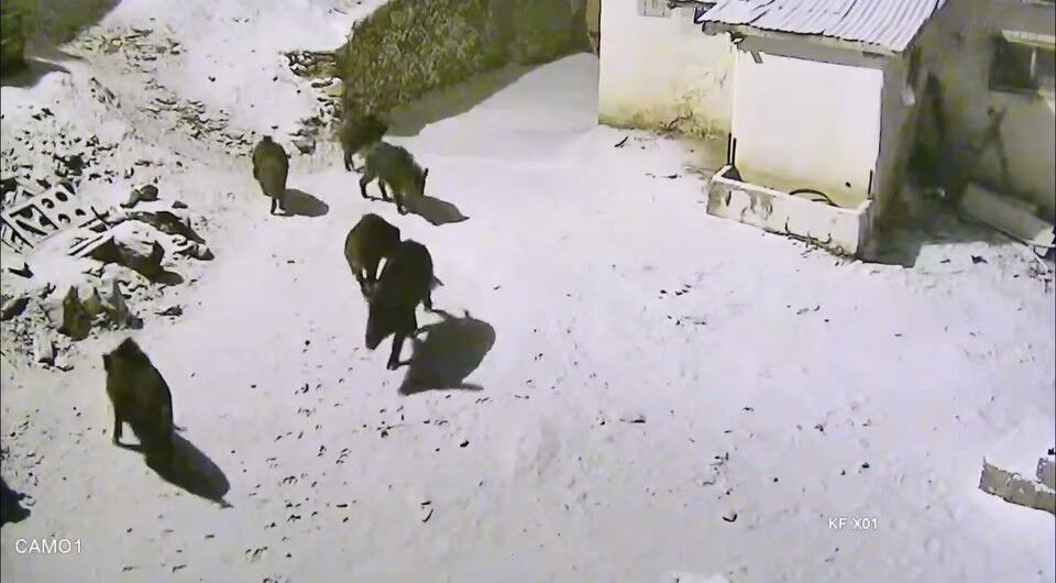 Kar Yagisi Sonrasi Yiyecek Bulamayan Domuzlar Koy Merkezine Indi O Anlar Kamerada (2)