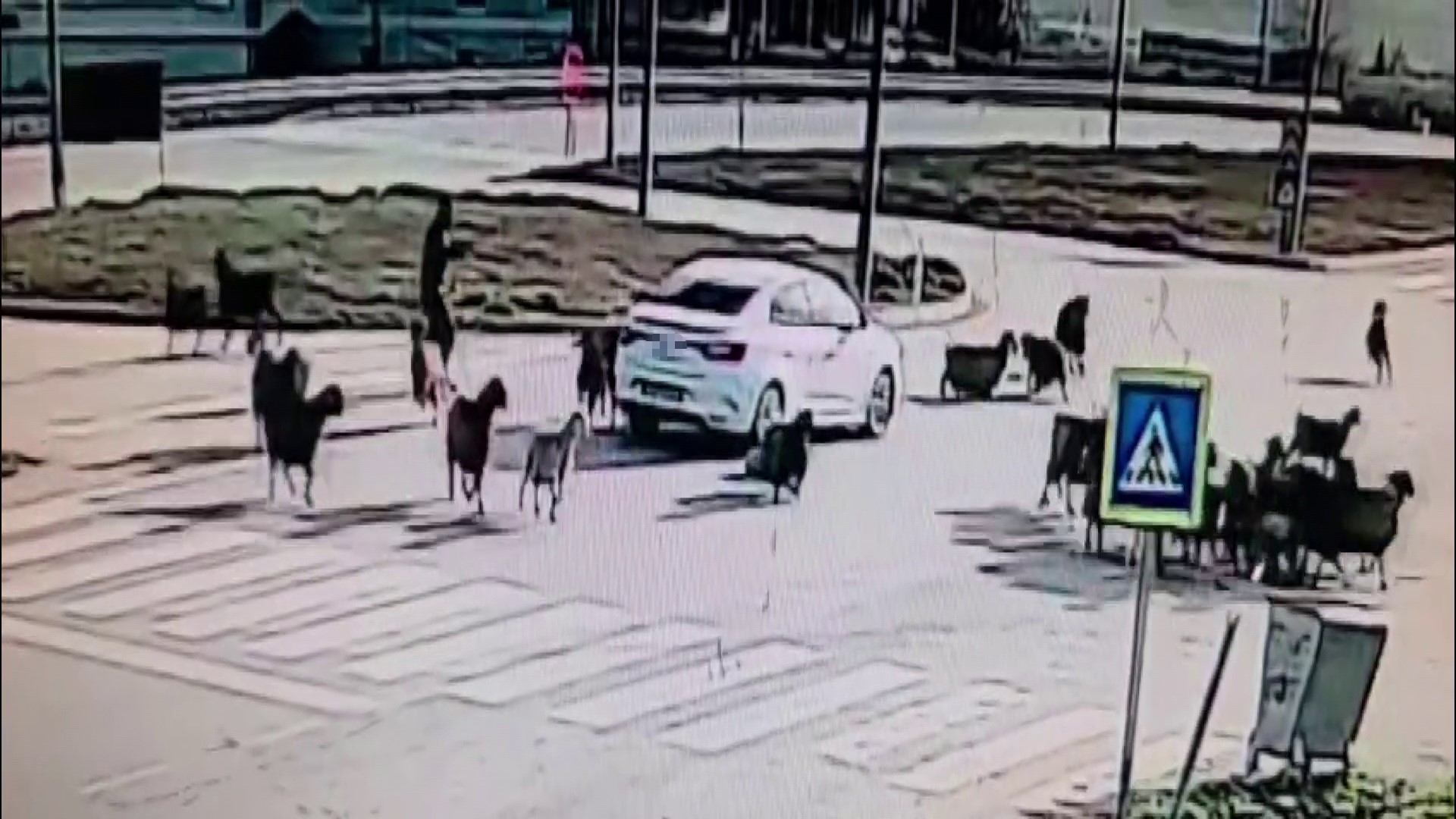 Kavsak Degil Sanki Pusu Otomobil Koyun Surusune Boyle Daldi (4)