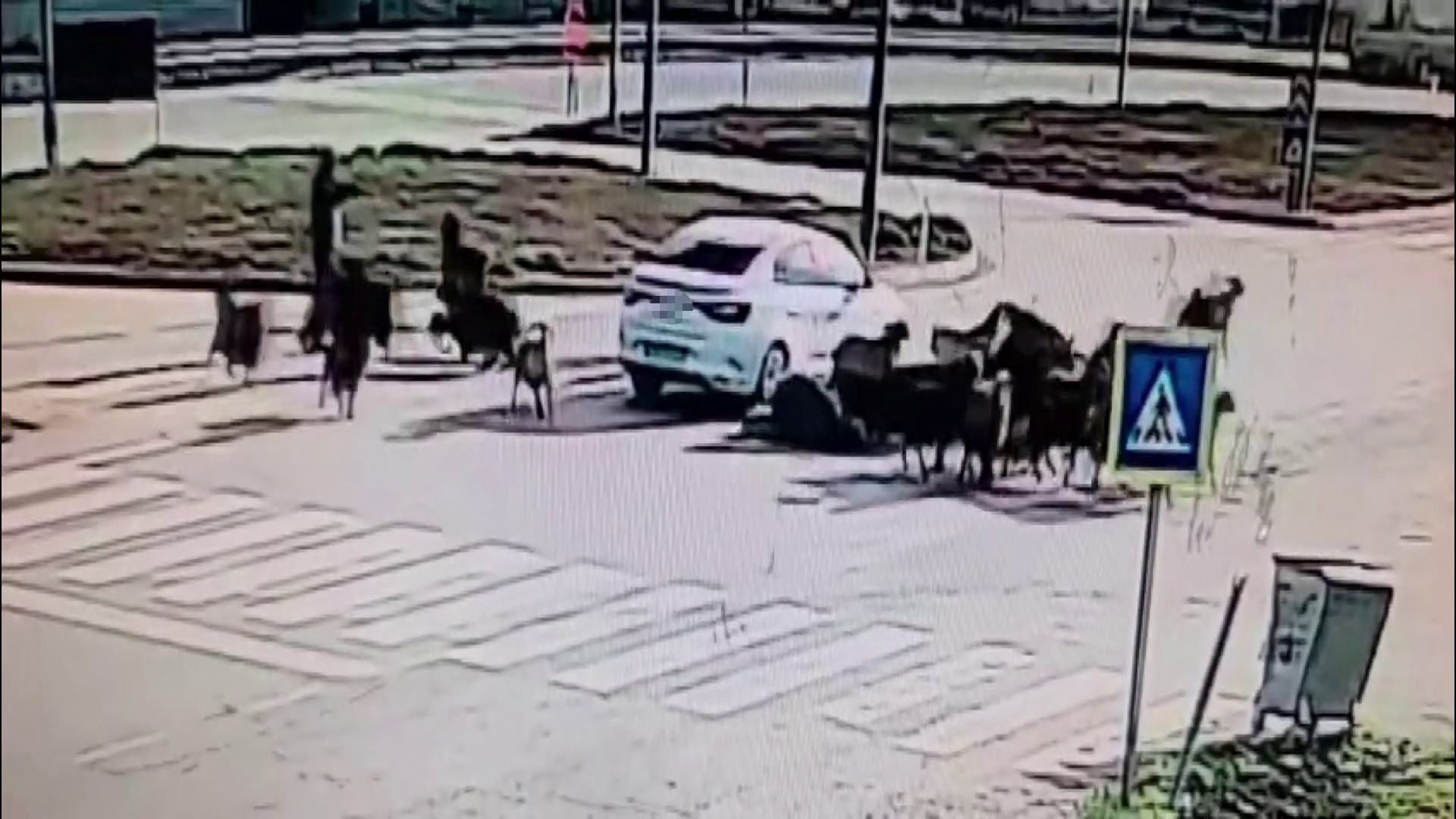 Kavsak Degil Sanki Pusu Otomobil Koyun Surusune Boyle Daldi (5)