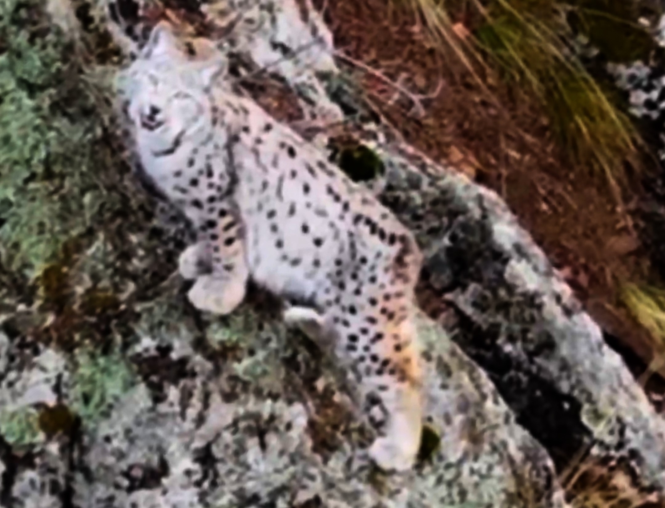 Kaydedilen Bu Goruntulerin Esi Benzeri Yok Daglarin Gizemli Sakini Ilk Kez Bu Kadar Ne (3)