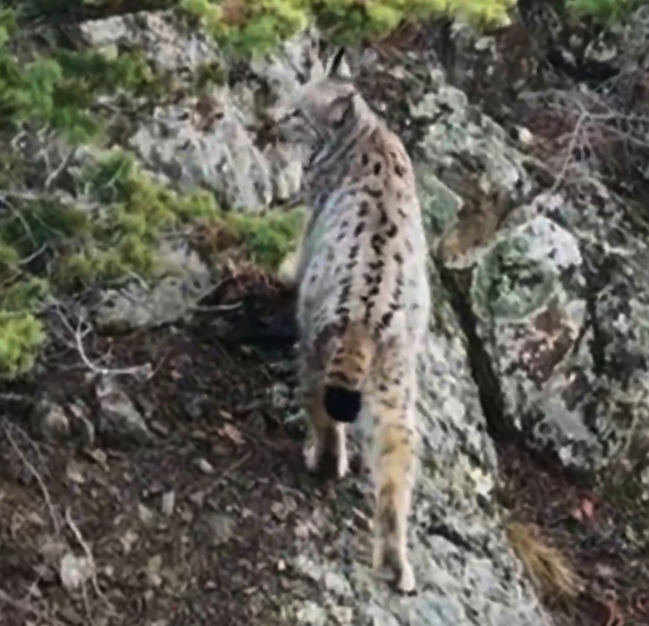 Kaydedilen Bu Goruntulerin Esi Benzeri Yok Daglarin Gizemli Sakini Ilk Kez Bu Kadar Ne (4)