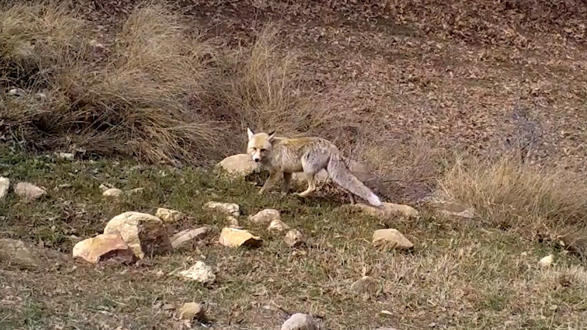 Kirmizi Listedeki Dev Ortaya Cikti Dogal Yasamin Gizli Sakinleri Objektiflere Takildi (2)