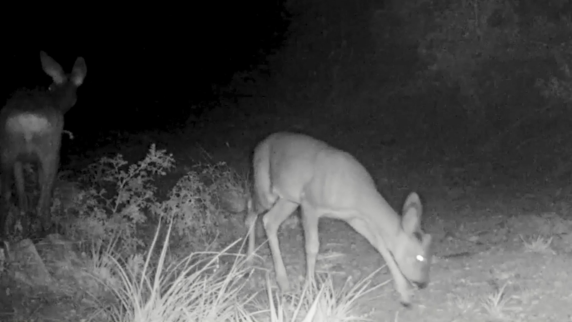 Kirmizi Listedeki Dev Ortaya Cikti Dogal Yasamin Gizli Sakinleri Objektiflere Takildi (3)