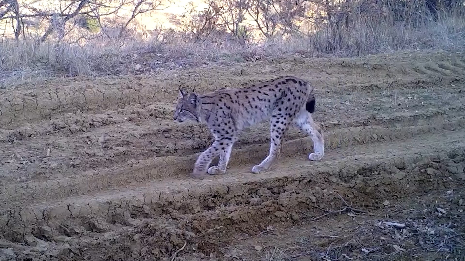 Kirmizi Listedeki Dev Ortaya Cikti Dogal Yasamin Gizli Sakinleri Objektiflere Takildi (4)