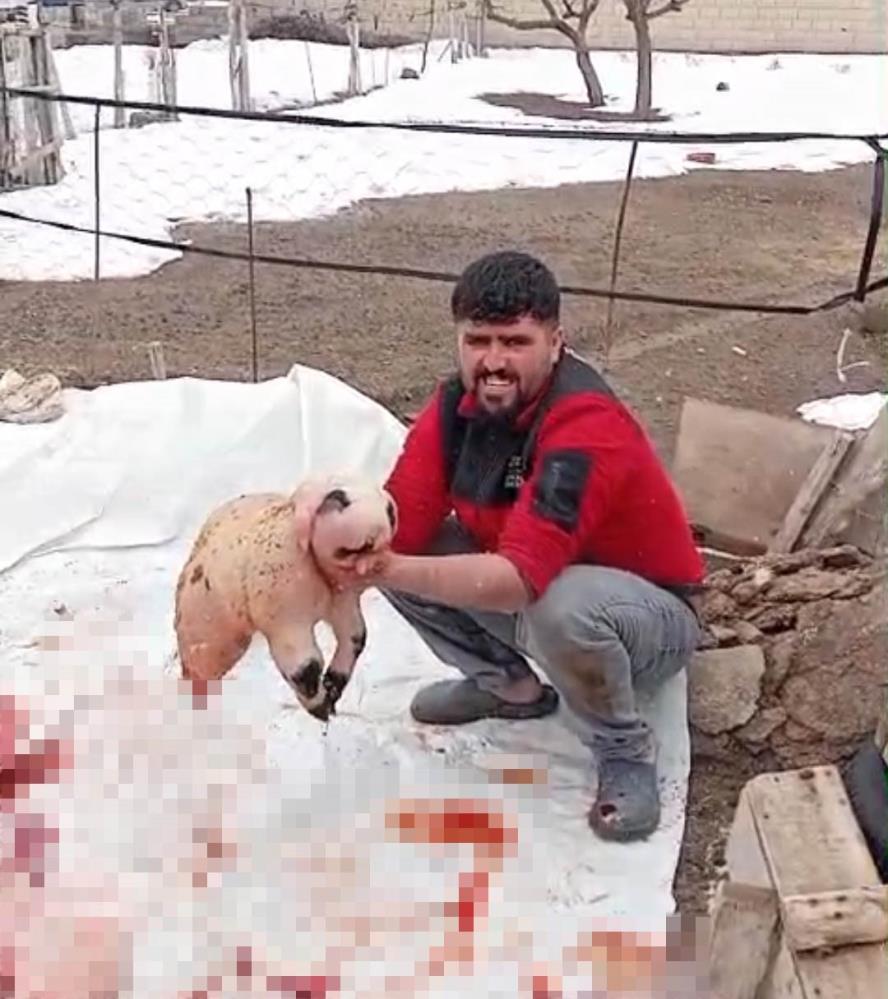 Koyde Merak Uyandiran Dogum Panda Yavrusuna Benzeyen Kuzu (2)