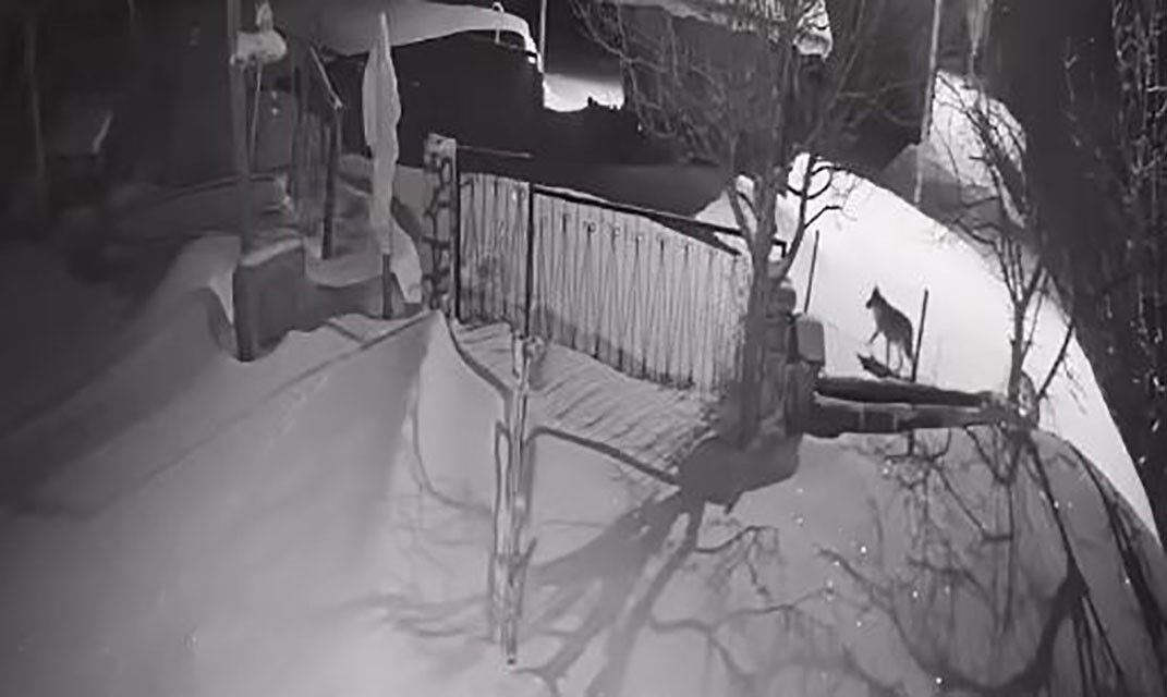 Koyde Uykulari Kaciran Goruntu Evlerin Dibine Kadar Geldiler (4)