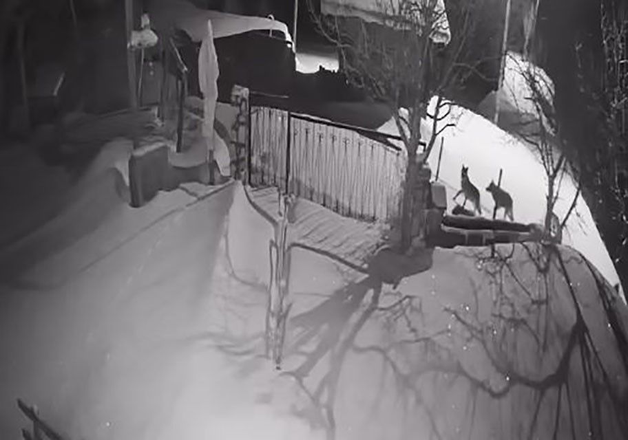 Koyde Uykulari Kaciran Goruntu Evlerin Dibine Kadar Geldiler (5)