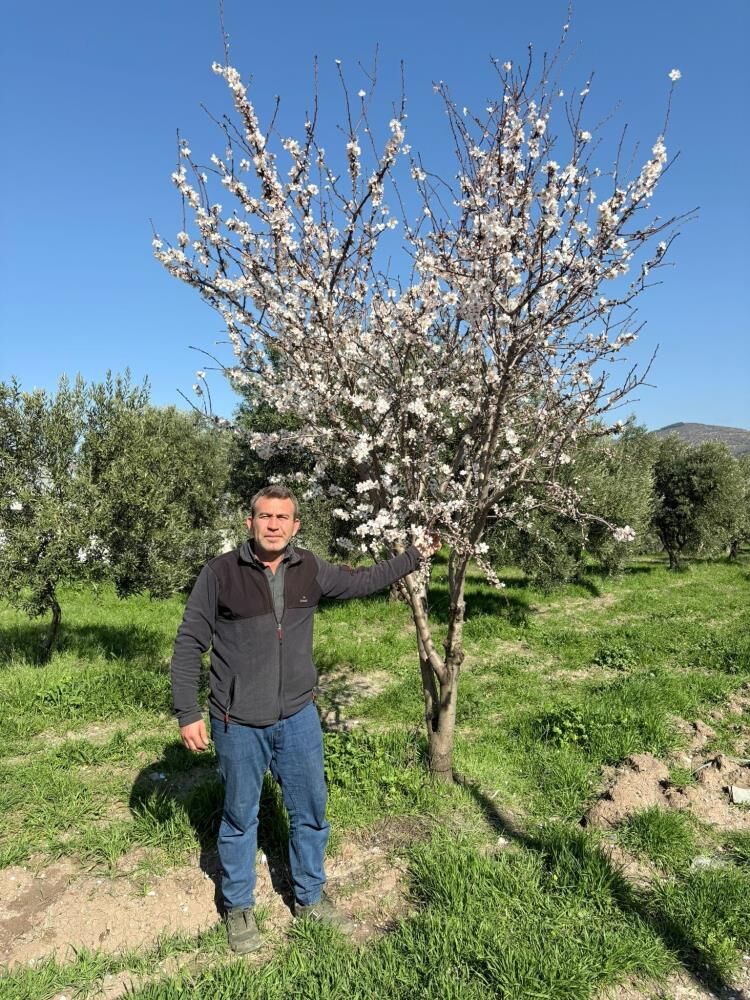 Manisada Agaclar Mevsiminden Once Uyandi Uretici Tedirgin (2)