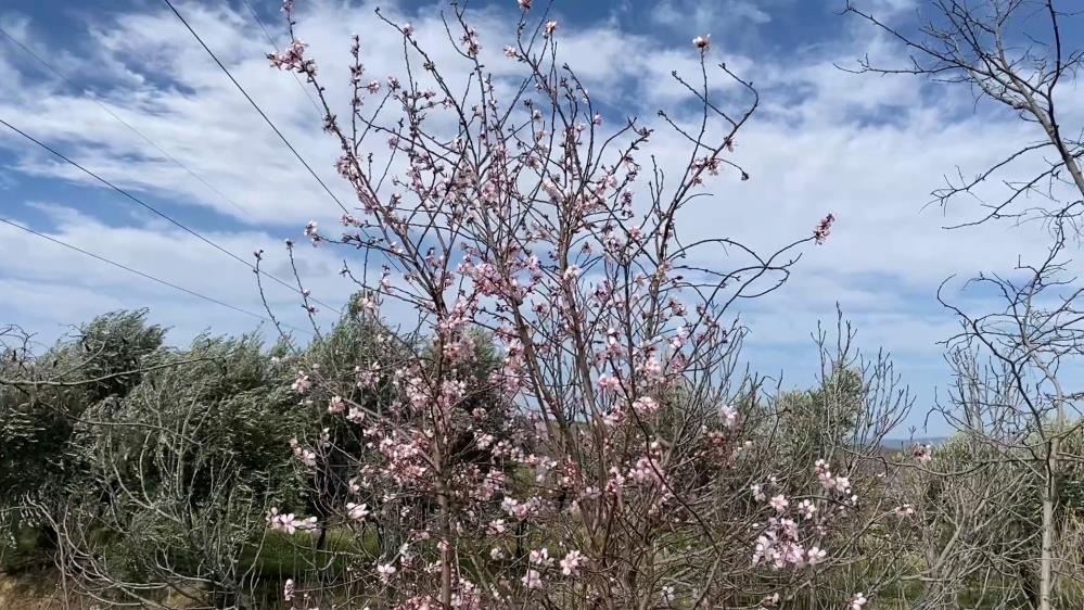 Manisada Mevsimler Sasti Agaclar Kis Ortasinda Ciceklendi (6)