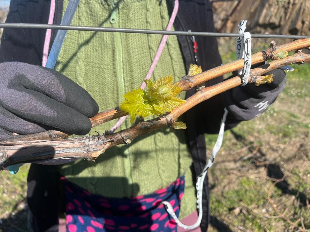 Manisada Sicak Hava Baglari Uyandirdi Uretici Tedirgin (3)