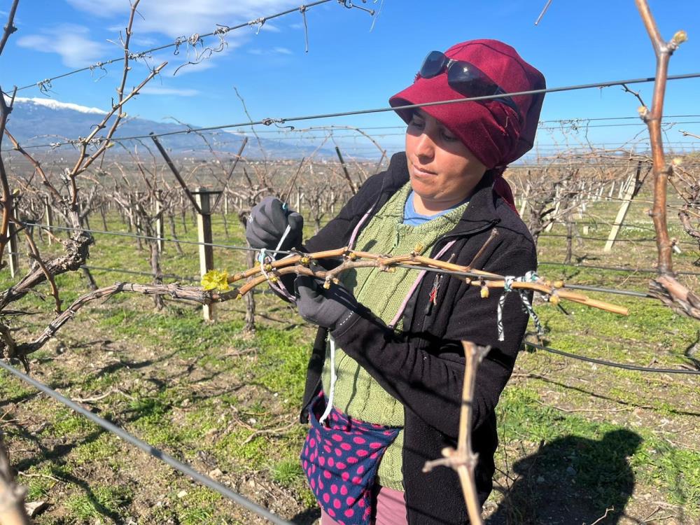 Manisada Sicak Hava Baglari Uyandirdi Uretici Tedirgin (4)