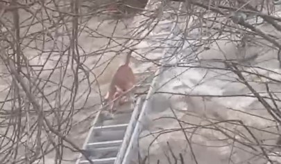 Manisada Yurek Isitan Kurtarma Derede Mahsur Kalan Minik Kopek Kurtarildi (1)-1