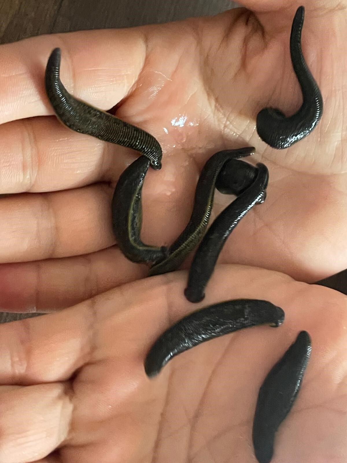 Mezbaha Kaniyla Besleniyorlar Kadinlar Cilt Guzelligi Icin Yoneldi (2)