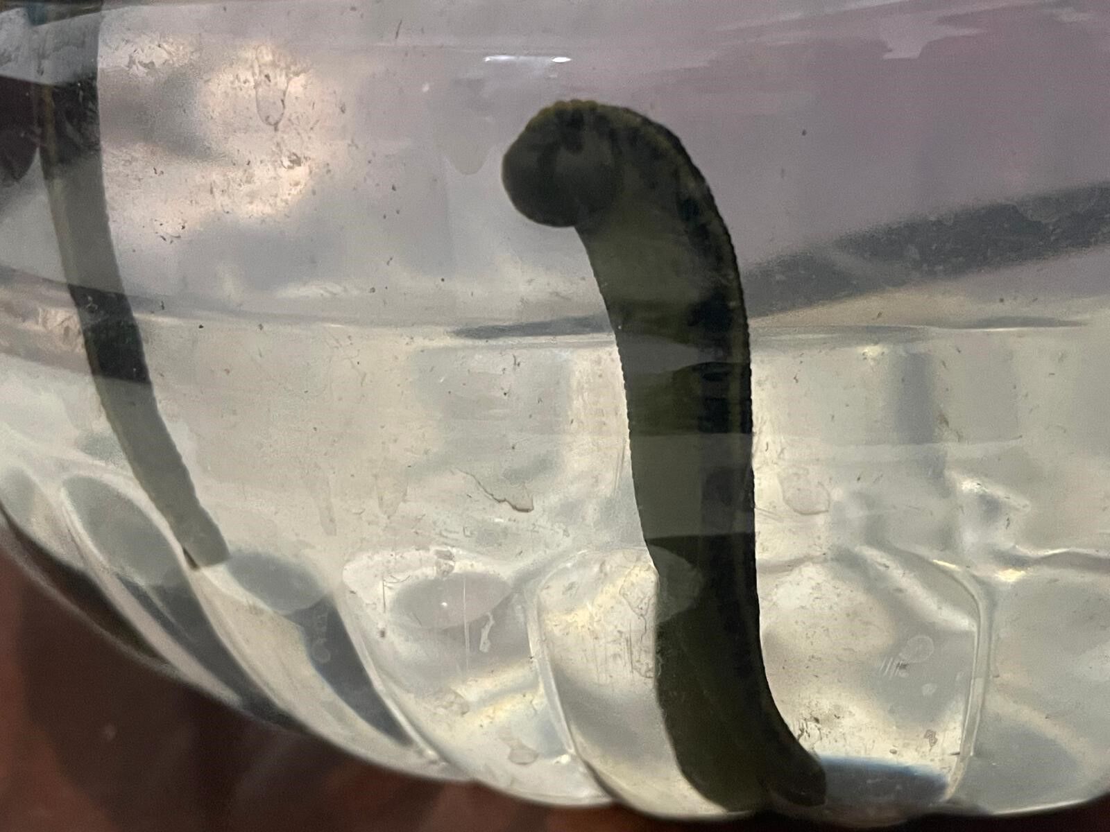 Mezbaha Kaniyla Besleniyorlar Kadinlar Cilt Guzelligi Icin Yoneldi (4)