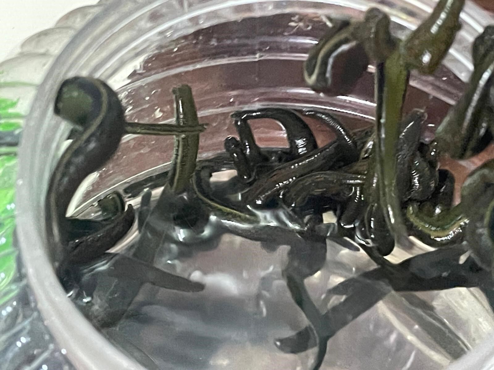 Mezbaha Kaniyla Besleniyorlar Kadinlar Cilt Guzelligi Icin Yoneldi (5)