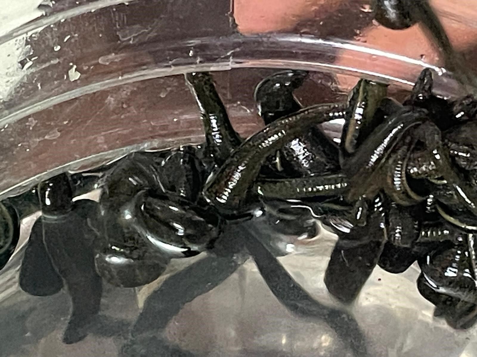 Mezbaha Kaniyla Besleniyorlar Kadinlar Cilt Guzelligi Icin Yoneldi (6)