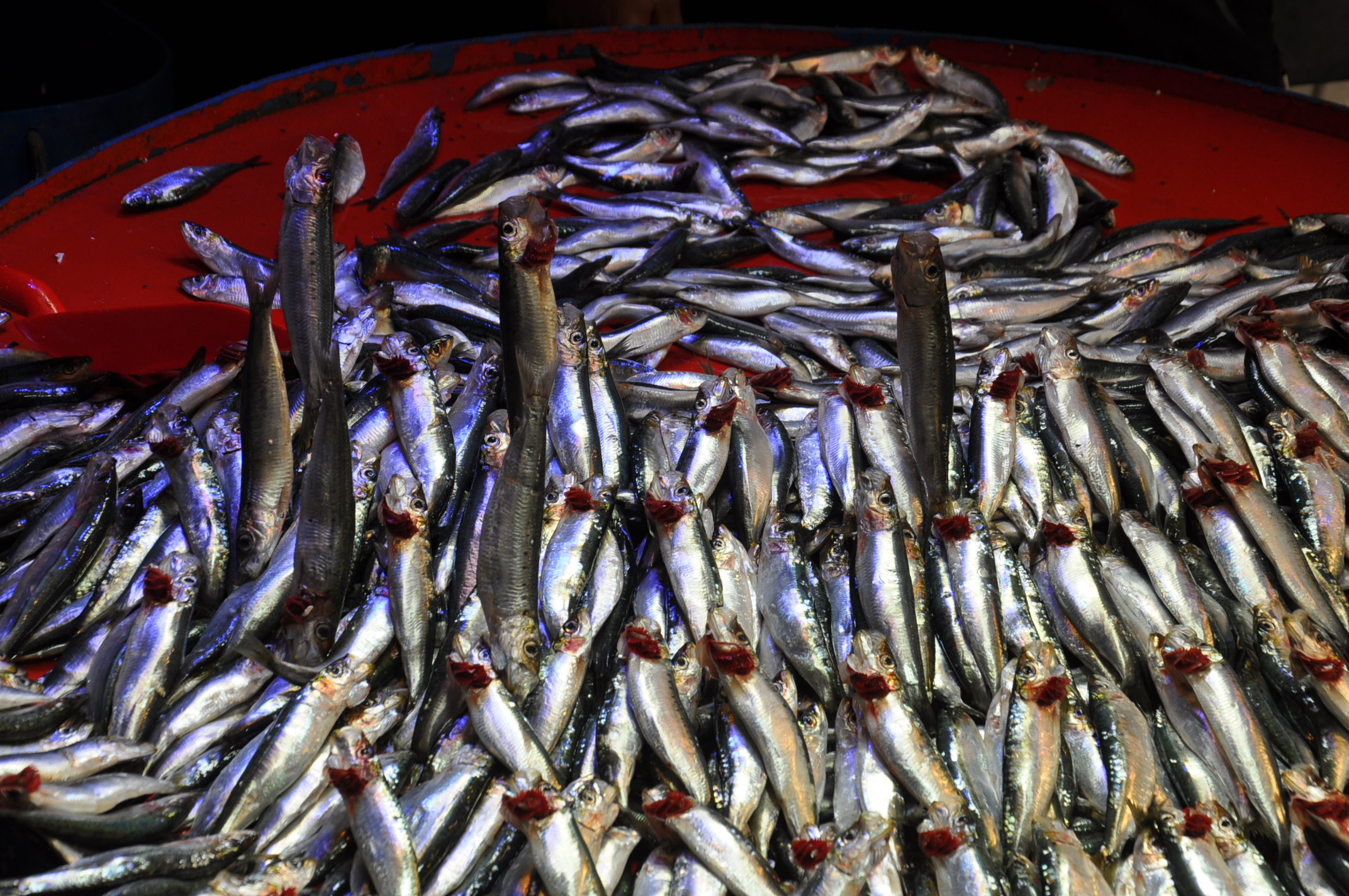 Pazar Balık Fiyatları Salihli (1)