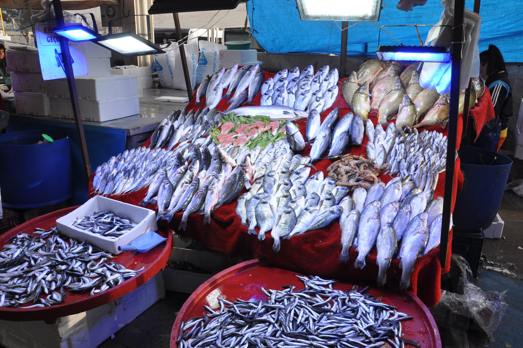 Pazar Balık Fiyatları Salihli (13)