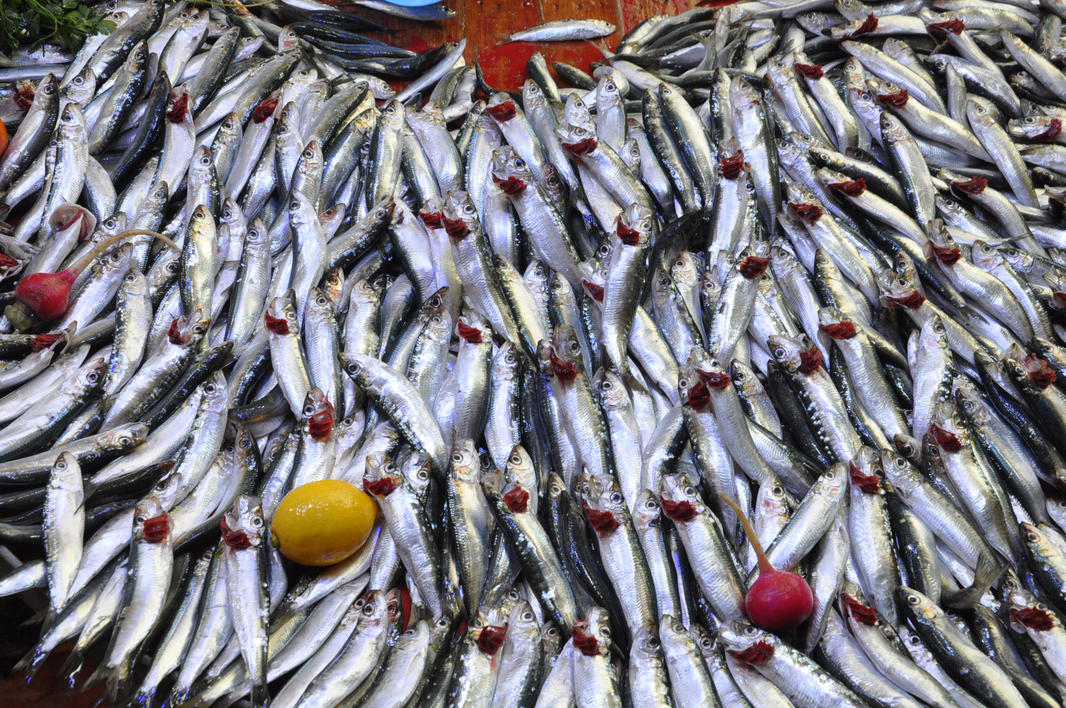 Pazar Balık Fiyatları Salihli (8)