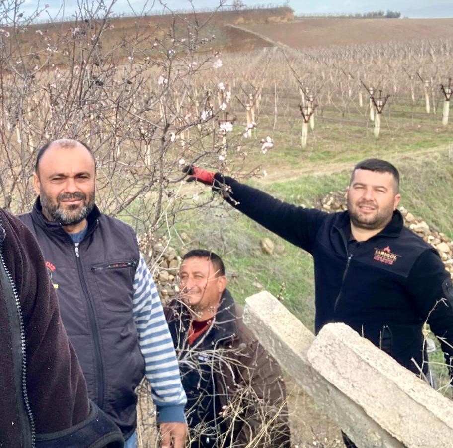 Sarıgöl Badem Ağaçları (3)