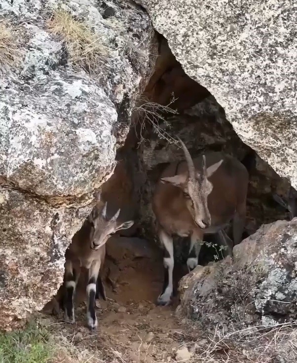 Sarp Kayaliklarda Ustalik Gosterisi Dag Kecileri Mest Etti (2)