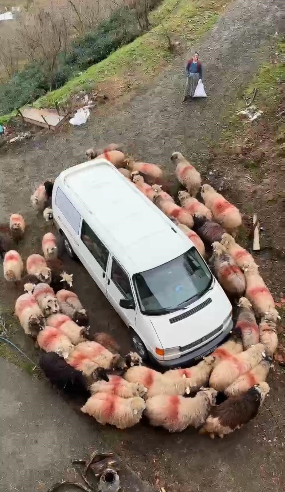 Sasirtan Goruntuler Dakikalarca Ayni Hareketi Yaptilar (2)