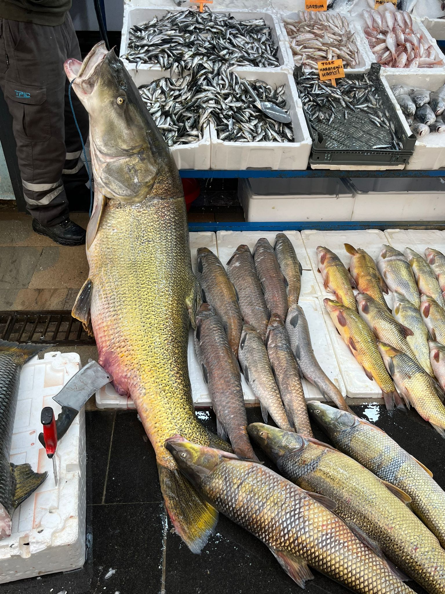 Sezonun Rekoru Kirildi 2 Metrelik Dev Ilgi Odagi Oldu (3)