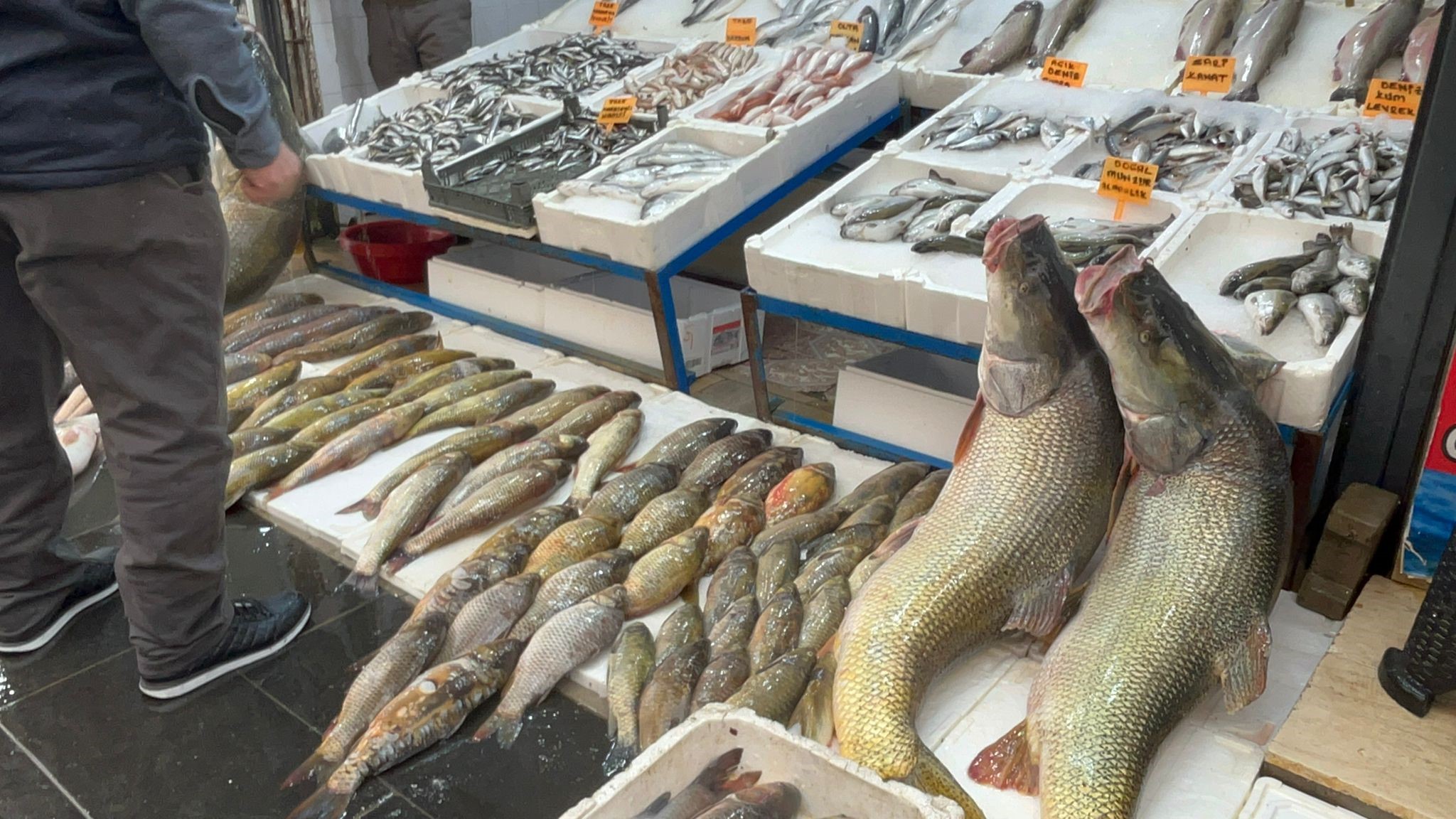 Sezonun Rekoru Kirildi 2 Metrelik Dev Ilgi Odagi Oldu (6)