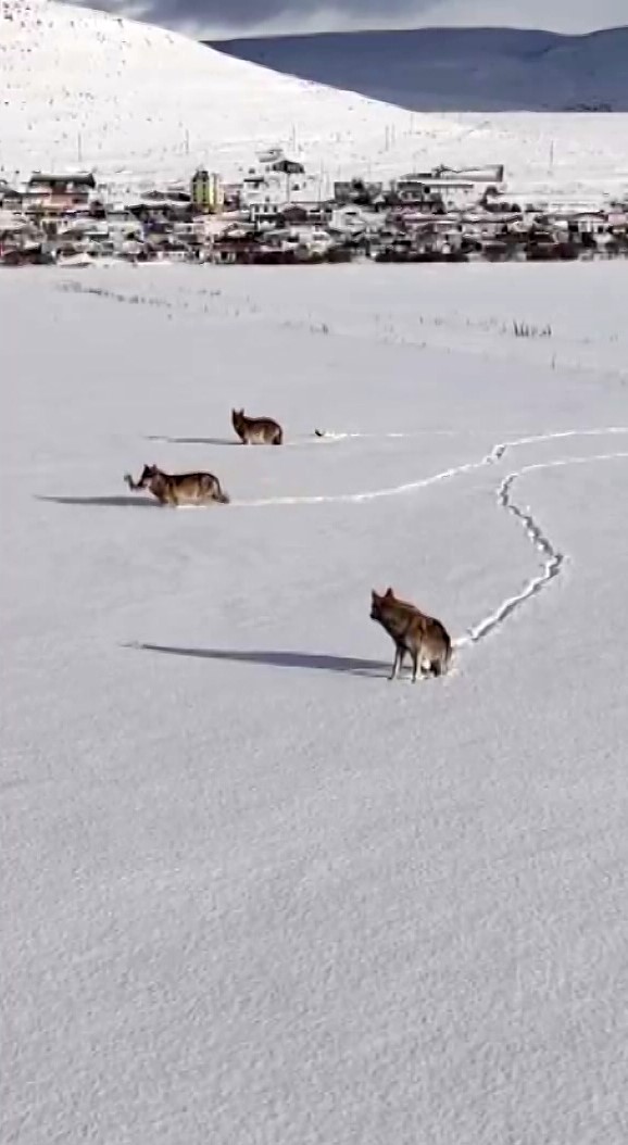 Soguk Hava Yaban Hayatini Vurdu Kurtlar Yerlesimlere Yaklasiyor (2)