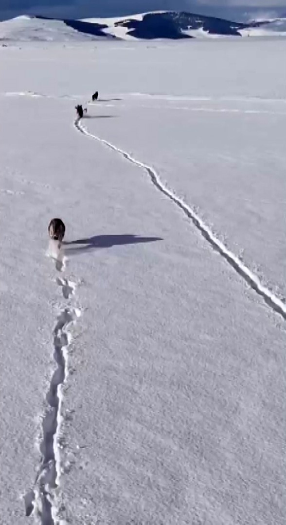 Soguk Hava Yaban Hayatini Vurdu Kurtlar Yerlesimlere Yaklasiyor (3)